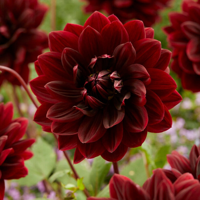 Dahlia Dekorativ Sam Hopkins 1-pack